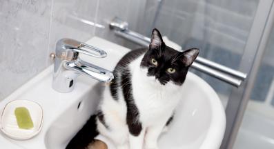 почистващи препарати котка