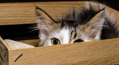 уплашена котка