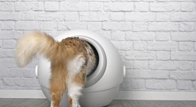 котка тоалетна