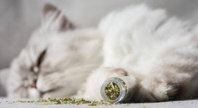 котка и коча билка