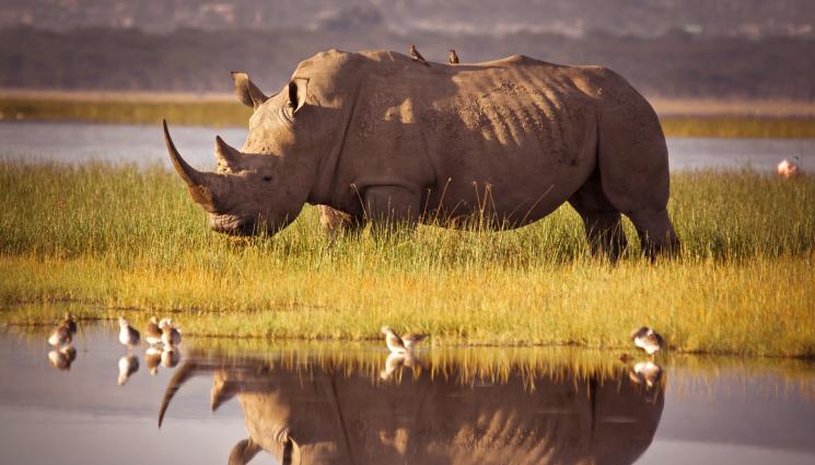 носорог - ДИВОТО ЗОВЕ: Развъдник пуска в природата по 100 бели носорога годишно