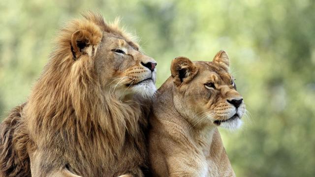 Девет лъва са спасени от украинския град Одеса, намерили са подслон в Румъния