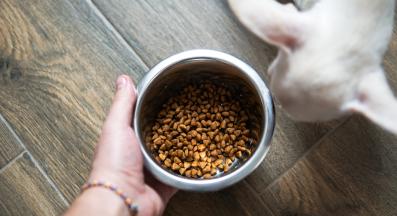 храна за кучета