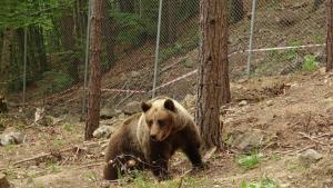 Седемнадесет нападения от мечки върху селскостопански животни пчелини и насаждения