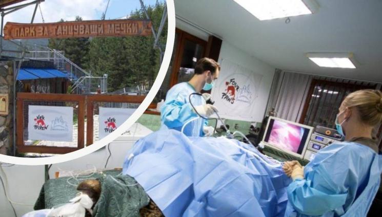 мечка операция - КОСМАТ ПАЦИЕНТ: Немски лекари оперираха наша мечка