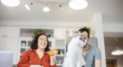 котка в кухня