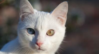 бяла котка различни очи