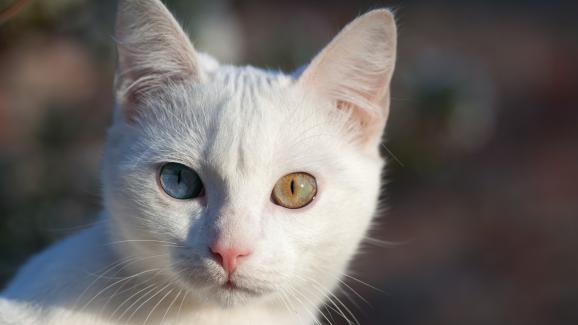 Защо някои котки имат две различни на цвят очи