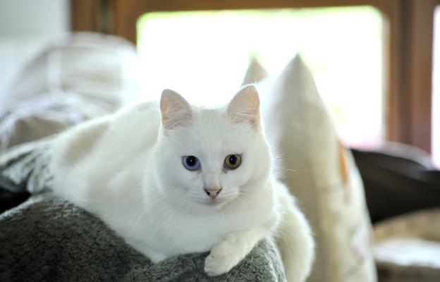 бяла котка различни очи