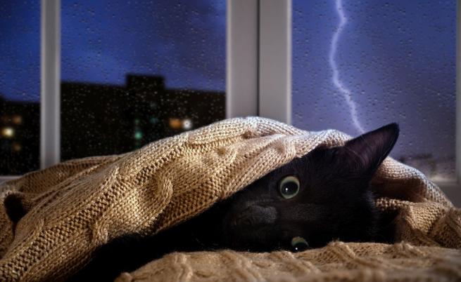 6 съвета как да успокоим котката си по време на буря