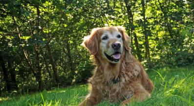 възрастно куче