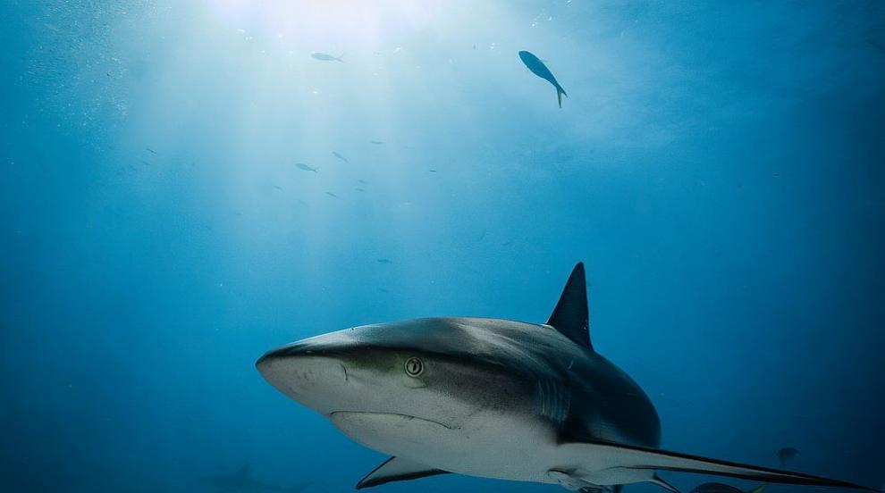 Учени кръстиха нов вид акула на съоснователя на Microsoft Пол Алън