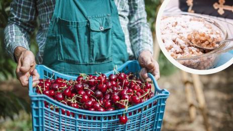 череши жито