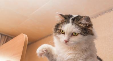 котка обучение