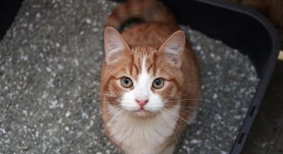 котка тоалетна