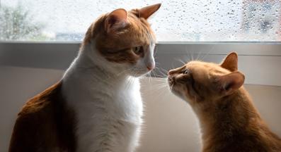 Две котки у дома