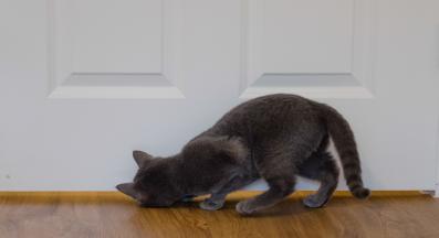 котка пред врата