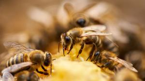 Ветеранът в отглеждането на пчели Дейвид Уейнрайт разказва пред авторката