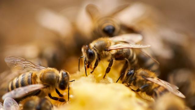 Трябва ли да се страхуваме от пчелните рояци?