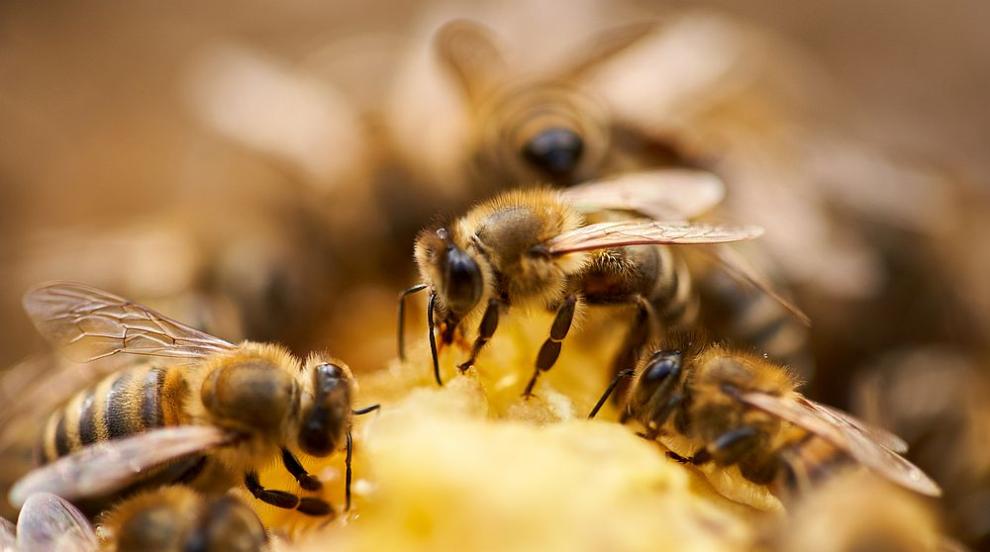 Трябва ли да се страхуваме от пчелните рояци?
