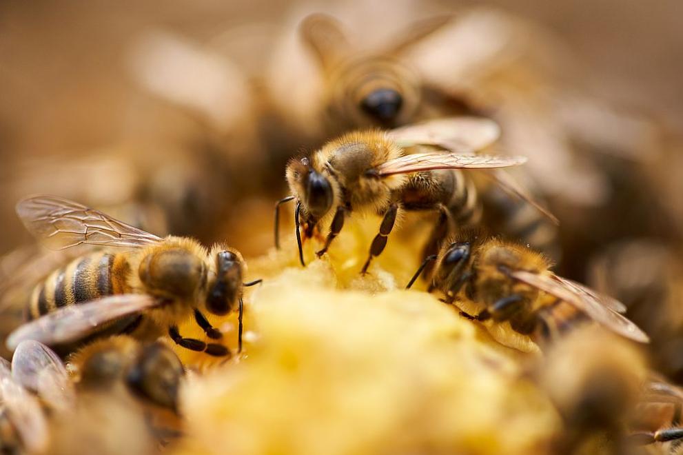 Пчелите визуализират количествата от ляво надясно, от най-малкото към най-голямото,
