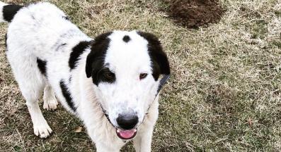 бездомно куче