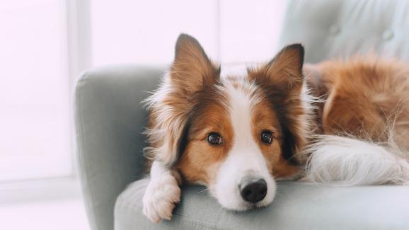 Колко действително е добър слухът на кучетата