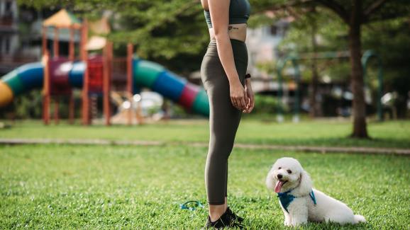 Омръзнало ви е да тренирате кучето си – ето как да останете мотивирани