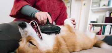 5 основни съвета в грижите за външния вид на кучето