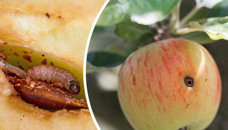 червей - Агро Телеграф: Допиращи се плодове - идеален вход за ябълковия червей
