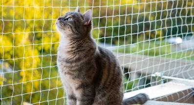 котка на балкон