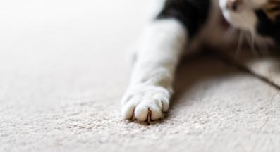 котка драска