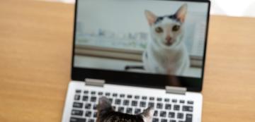 5 причини, поради които котките са царете на интернета