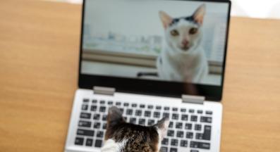 котка интернет