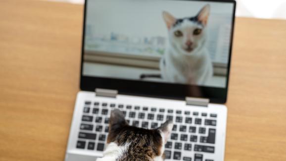 5 причини, поради които котките са царете на интернета