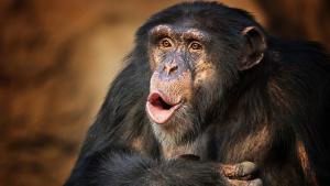 След години мистерия: Разбраха как маймуна е заченала без контакт с мъжки 