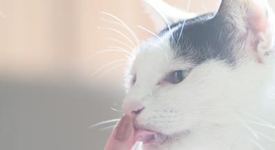 котка и стопанин