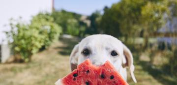 11 плодове и зеленчуци, които са полезни за кучета