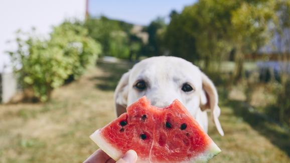 11 плодове и зеленчуци, които са полезни за кучета