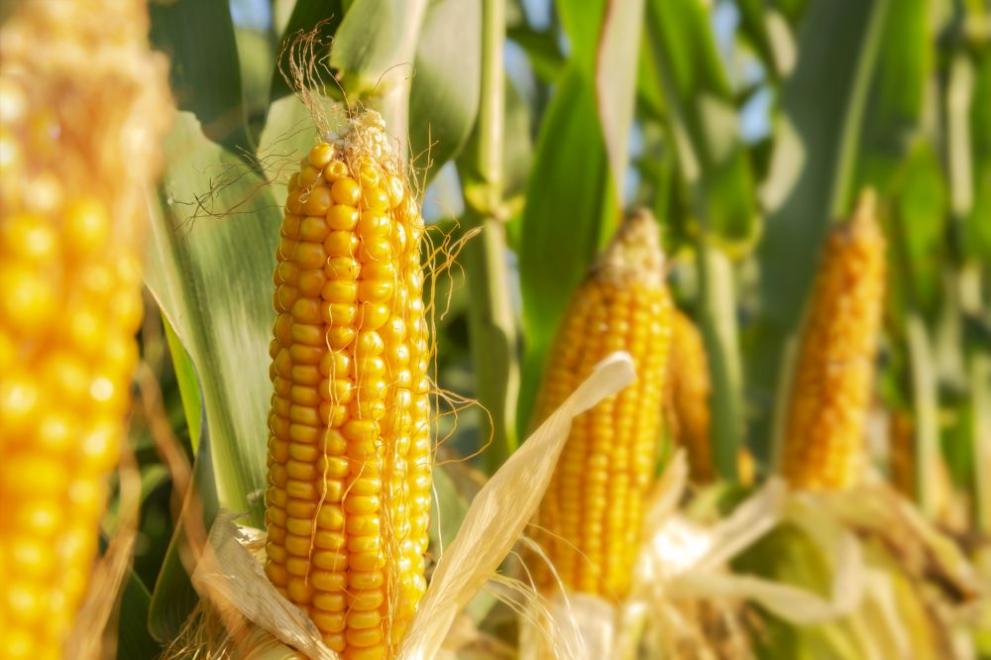 Около 400 кг царевица на кочани била открадната от земеделски