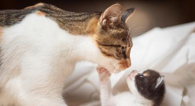 малки котета и майка