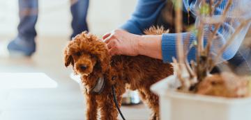 Как да почистим лесно каишката и нагръдника на кучето