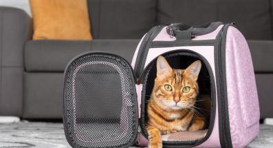 котка в транспортна чанта