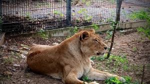 Варненската лъвица Косара от близо седмица е част от обитателите