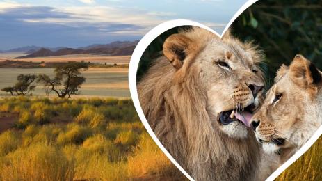 лъвове лъв савана