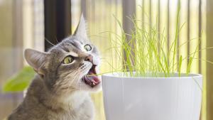 Котешката трева не само кара котките да пощръкляват   проучване