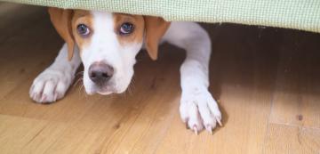 Тревожност от шум при кучетата - симптоми и лечение