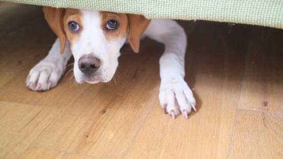 Тревожност от шум при кучетата - симптоми и лечение