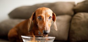 7 неща, които не знаете за храносмилателната система на кучето си