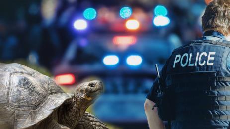 костенурки костенурка полиция